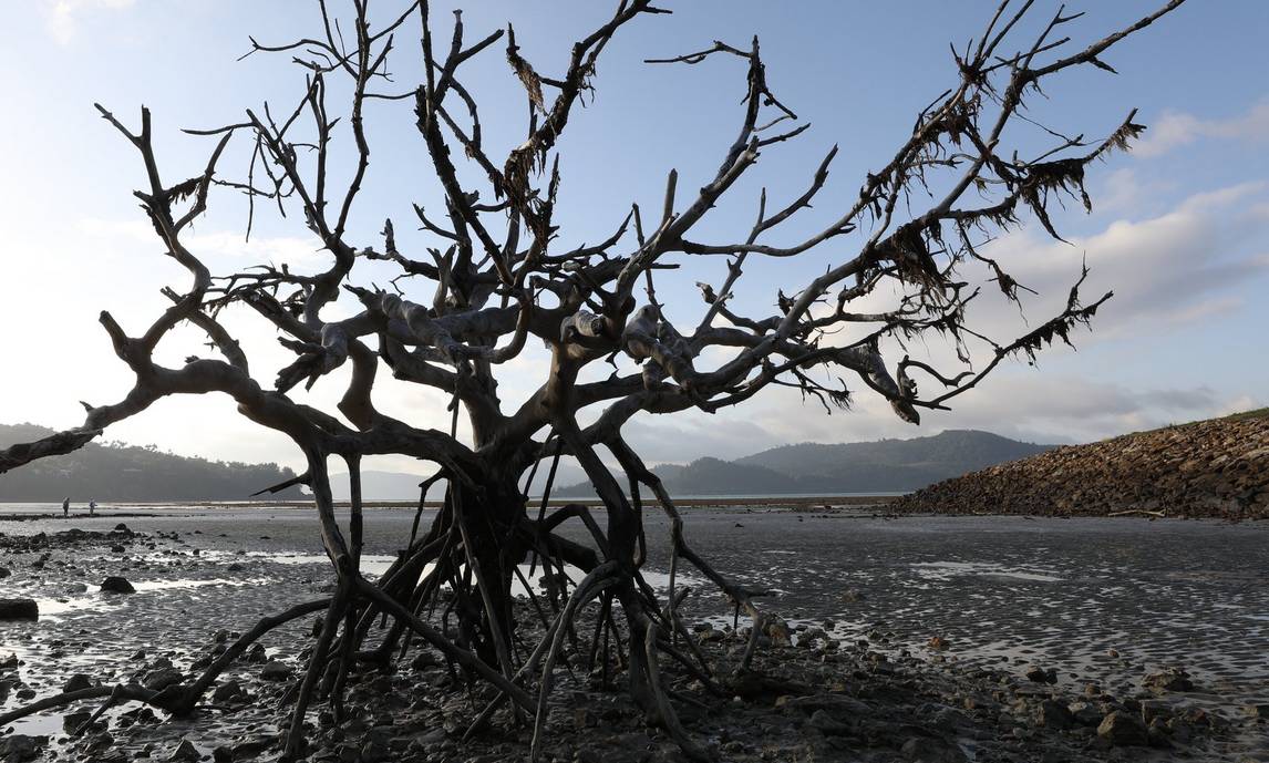 Canon-Desert-Tree